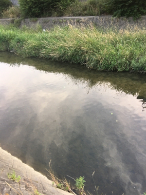 今日も仕事帰りに少しナマズゲーム