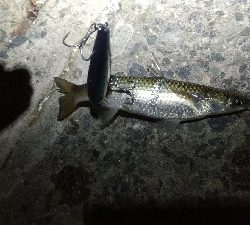 風強し、ボラばかり。