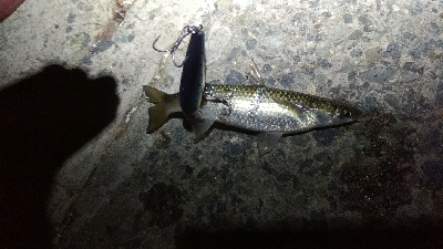 風強し、ボラばかり。