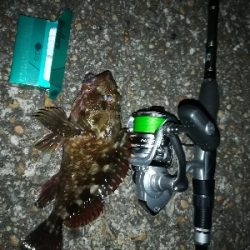 チニングのはずが