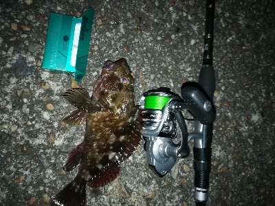 チニングのはずが