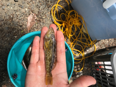 里帰りついでにアオリ&キス