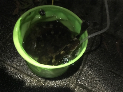 良型ガシラ入れ食い