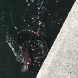 わいわいエギング