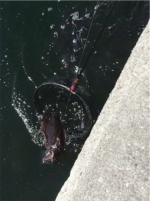 わいわいエギング