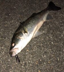 まだまだバチシーバス