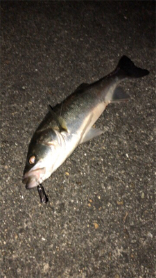 まだまだバチシーバス