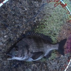 夕マヅメにテトラへ