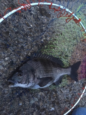 夕マヅメにテトラへ