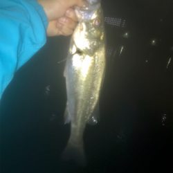 バチシーバス！