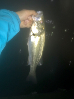 バチシーバス！