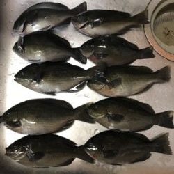 フカセ釣り サバとグレ