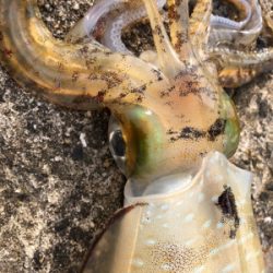 春イカエギング