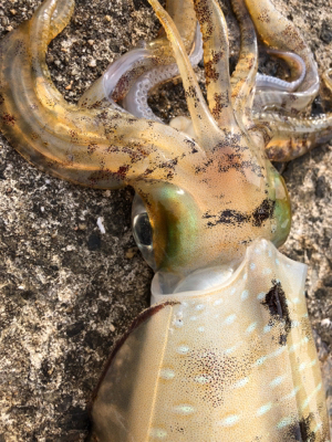 春イカエギング