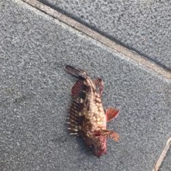 ジグサビキ恐るべし！