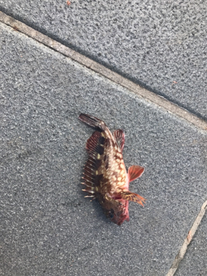 ジグサビキ恐るべし！