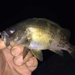 ナイトアジング