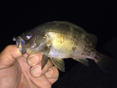 ナイトアジング