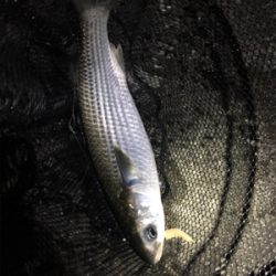 武庫川遠征〜淀川ブリームゲーム〜