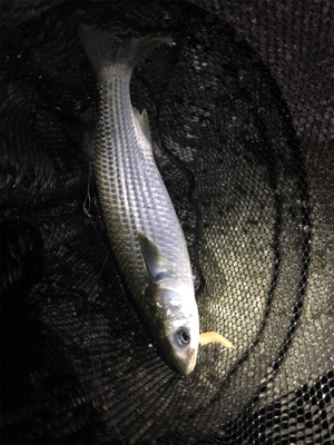 武庫川遠征〜淀川ブリームゲーム〜