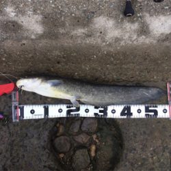 デイナマズゲーム