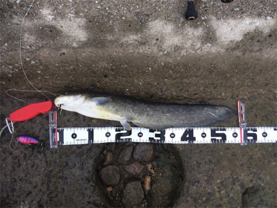 デイナマズゲーム