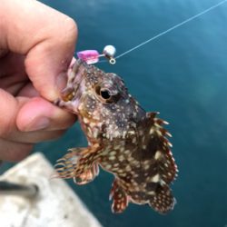 エギングのつもりが…。