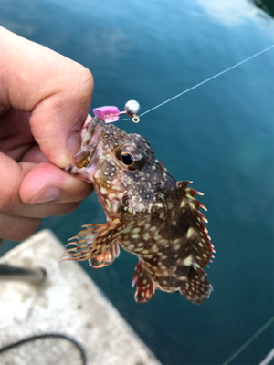 エギングのつもりが…。