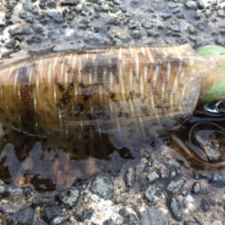 春イカエギング