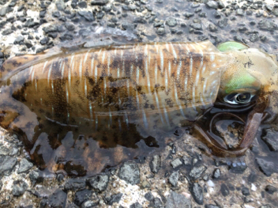 春イカエギング