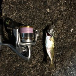 小雨の中アジング