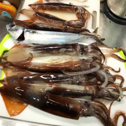横須賀沖でスルメイカ