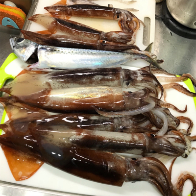 横須賀沖でスルメイカ