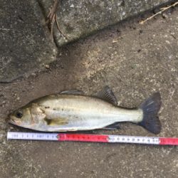 今日は高活性！