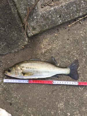 今日は高活性！