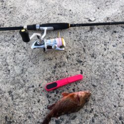 ライトゲーム ロックフィッシュ