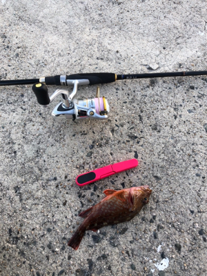 ライトゲーム ロックフィッシュ