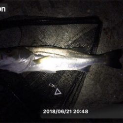 キビレ×シーバス×マチヌ