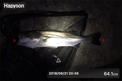 キビレ×シーバス×マチヌ