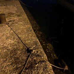 メバル釣れました