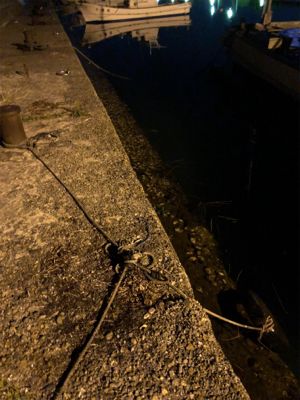 メバル釣れました