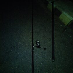 久々の1日1匹以上