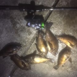 朝までメバリング！