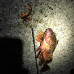 根ざかな狙いで