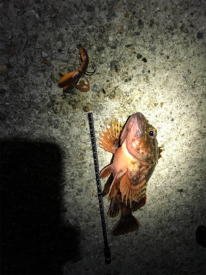 根ざかな狙いで