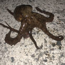 オクトパッシング