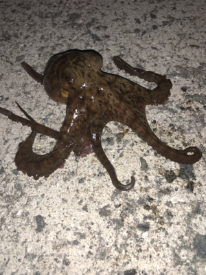 オクトパッシング