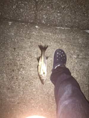 アジングからの