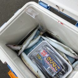 早朝ルアーで、9時から餌、カマス