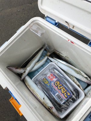 早朝ルアーで、9時から餌、カマス